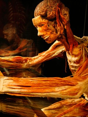 Llega a Chile la polémica muestra “Bodies, cuerpos humanos reales”