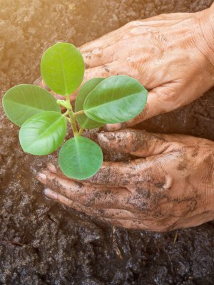 5 Ingeniosas herramientas para cuidar tus plantas ¡y no fallar en el intento!