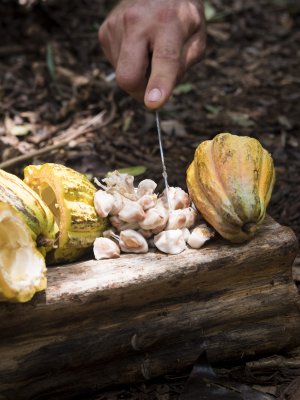 Chocolatería nacional lanzó lanza edición limitada de su propia plantación de cacao en México