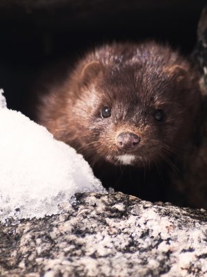 Estos son los animales investigados por la OMS sospechosos por originar el Covid-19
