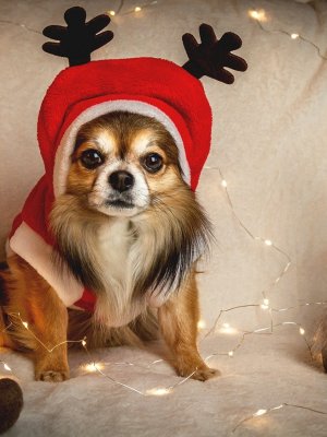 Comprando este regalo navideño estarás ayudando a los animales abandonados