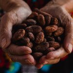 Mes del Cacao: ¿Cuáles son los mitos y verdades sobre este alimento?
