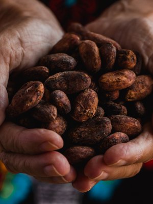 Mes del Cacao: ¿Cuáles son los mitos y verdades sobre este alimento?