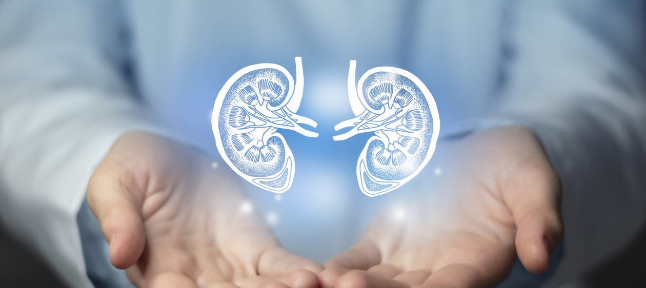 Día Mundial del Riñón: 8 reglas de oro para cuidar los riñones y prevenir la enfermedad renal