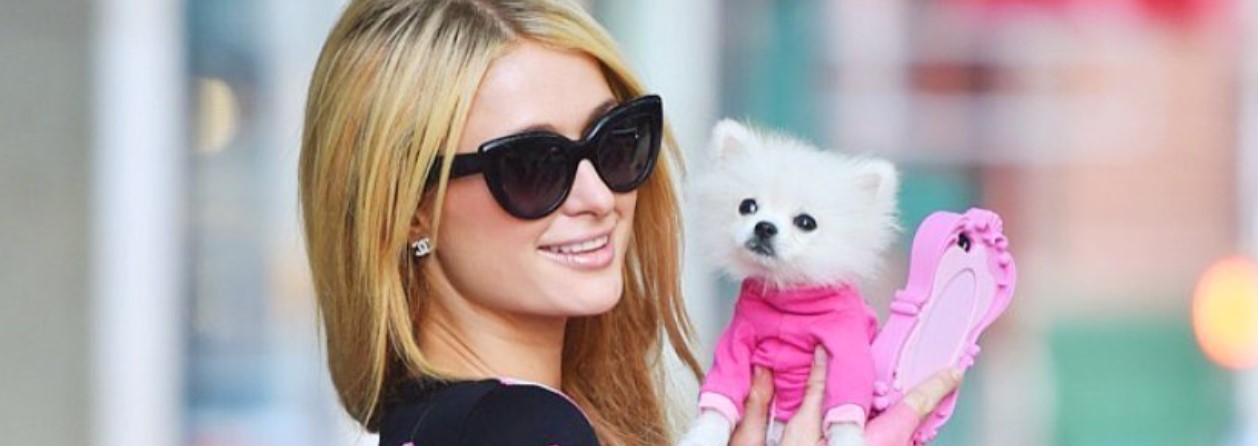 Paris Hilton está devastada ¡Murió su chihuahua más viejita!