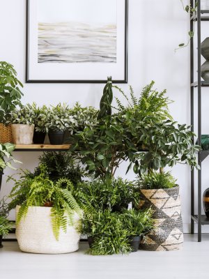 #CONCURSOM360 | Cuida tus plantas en invierno