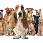 Icónico perrito de reconocida marca de zapatos posa junto a decenas de canes en adopción