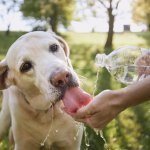 Tips para ayudar a tu mascota a capear la próxima ola de calor