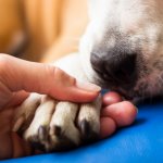 Malls & Outlets VIVO realizarán nueva jornada de adopción de perritos sin familia