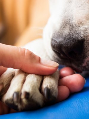 Malls & Outlets VIVO realizarán nueva jornada de adopción de perritos sin familia