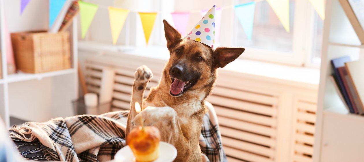 21 de julio, Día del Perro: prepara la mejor fiesta para tu peludo