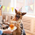 21 de julio, Día del Perro: prepara la mejor fiesta para tu peludo