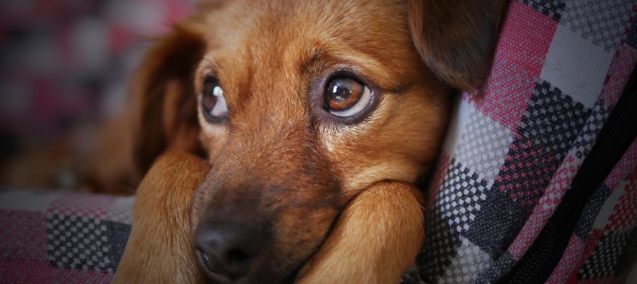 Cómo cuidar a tus mascotas en Fiestas Patrias: Veterinario entrega consejos claves