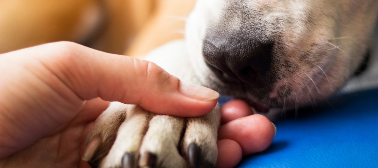 Día internacional de los derechos de los animales: Un valor esencial en nuestro ecosistema