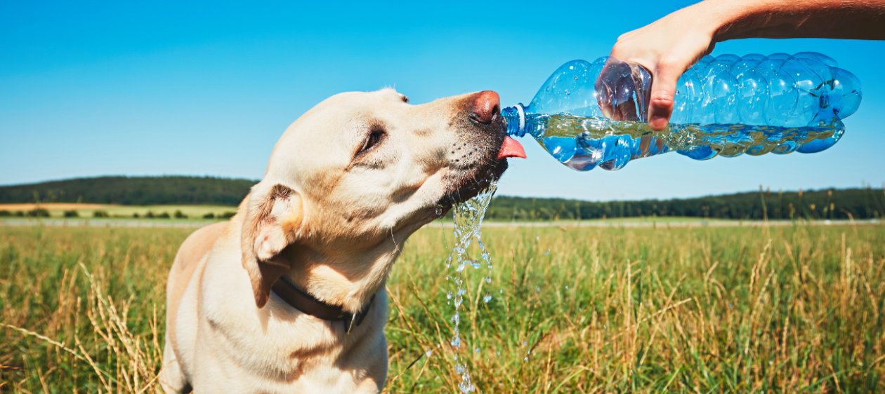 Operación patitas frescas: Guía para combatir la ola de calor con tu mascota