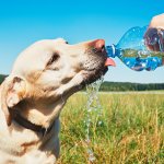 Operación patitas frescas: Guía para combatir la ola de calor con tu mascota