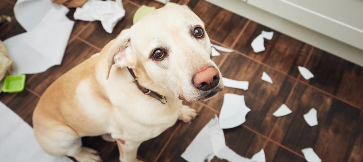 ¿Tu estrés afecta a tu perro? Estudio revela la conexión entre el corazón humano y canino