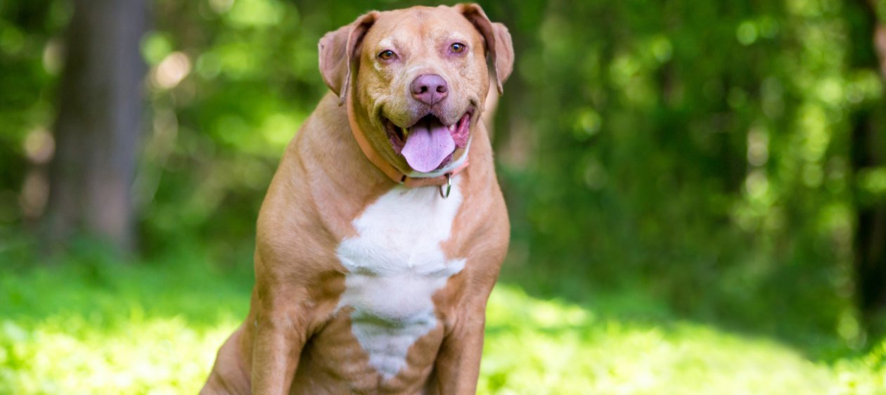 El sobrepeso en perros: un problema silencioso que afecta a la salud de tu mascota