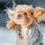 Invierno sin resfríos: Consejos para mantener a tu mascota sana y feliz