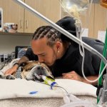 Lewis Hamilton anuncia la muerte de su perro Roscoe: "Nunca dejó de luchar"