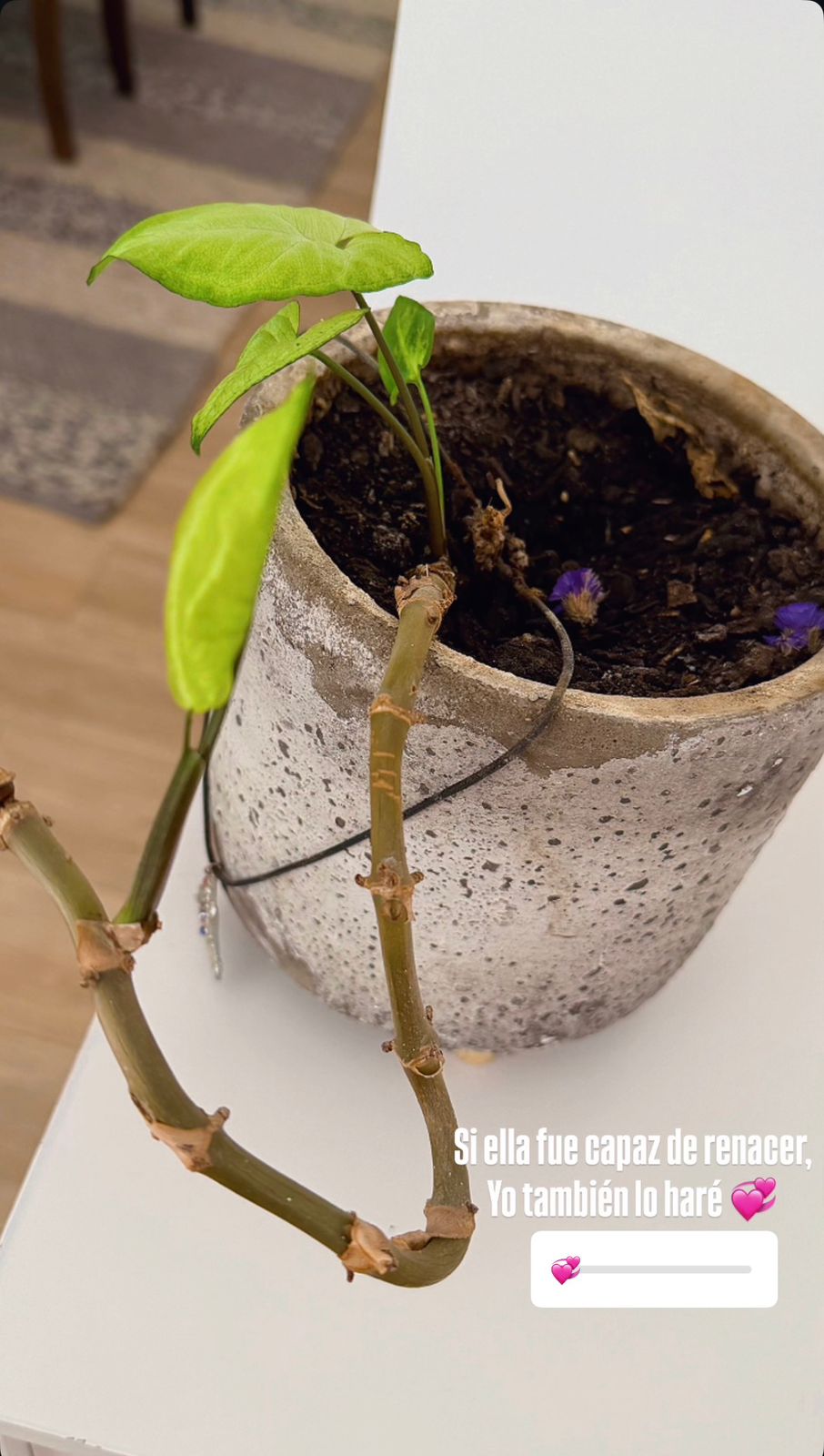 Imagen foto_00000002