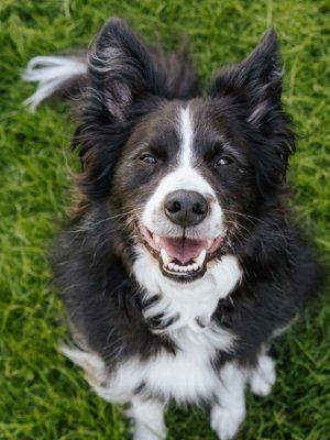 GuauFest 2026: el festival de perros más grande de Chile llega a Santiago con más de 20 actividades
