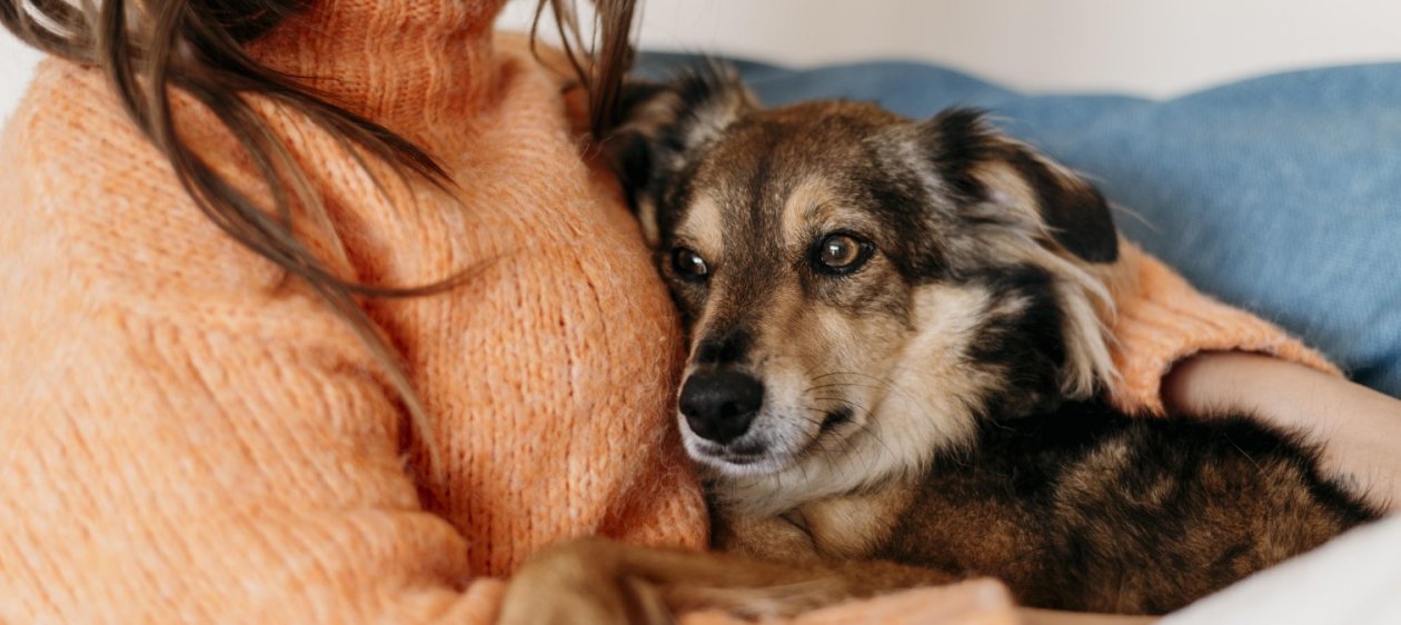 Mascotas protegidas: Inauguran escuela para enseñar a tutores cómo cuidar a perros y gatos este invierno.