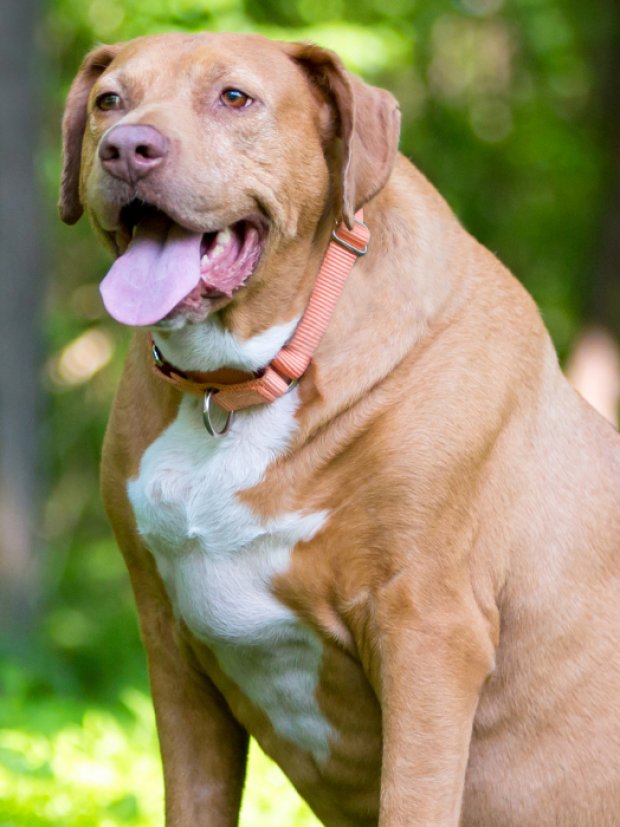 ¿Tu perro está gordito? Un tercio de los perros chilenos presenta sobrepeso