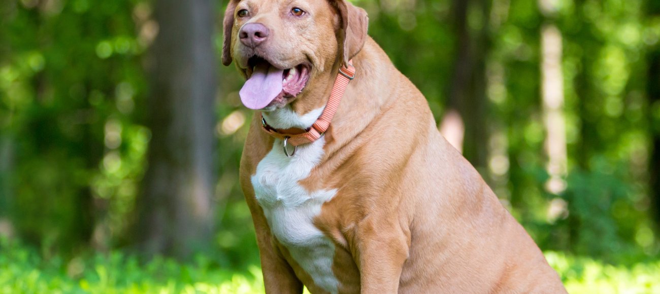 ¿Tu perro está gordito? Un tercio de los perros chilenos presenta sobrepeso