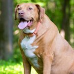 ¿Tu perro está gordito? Un tercio de los perros chilenos presenta sobrepeso